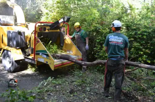 tree services Sunnyside-Tahoe City